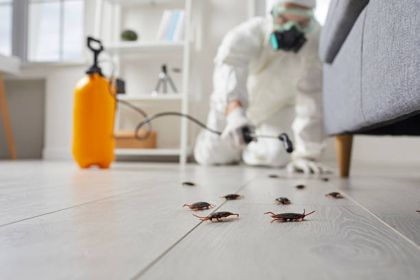 Commercial Kitchen Cockroach Control in Paradise Hills